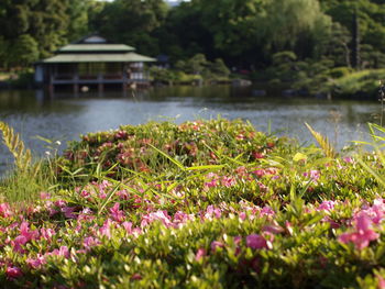 Close-up of flowers blooming in lake