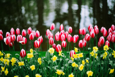 Close-up of fresh pink flowers blooming in field