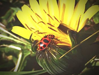 Close up of yellow flower