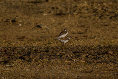 View of a bird on dirt land