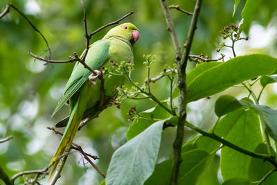 Low angle view of parrot perching on tree