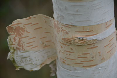 Close-up of peeled tree trunk