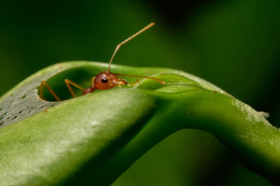 Close-up of insect on leaf