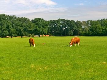 Cows grazing on grass field