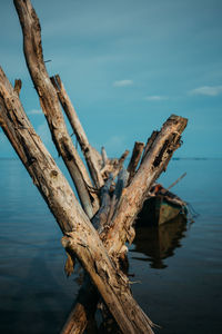 Driftwood on tree by sea against sky