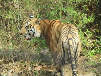 Tiger on grass