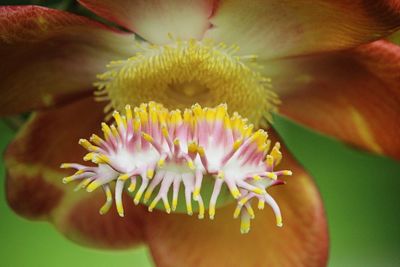 Close-up of hand holding flowering plant