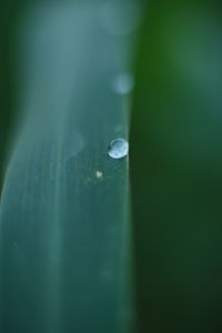 Close-up of raindrops on leaf