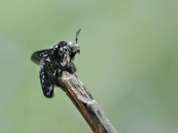 Close-up of insect on leaf