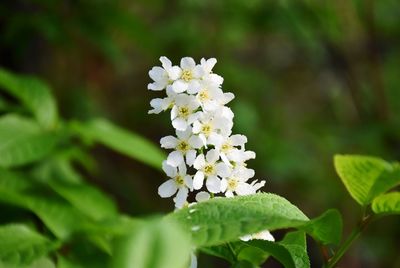 Close-up of white flowering plant