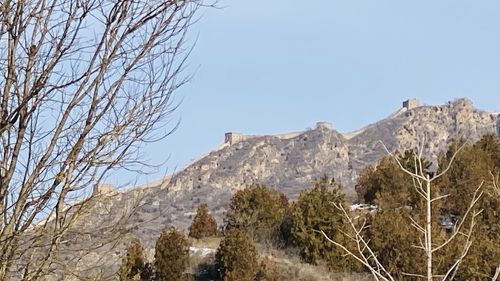 Low angle view of trees on mountain against clear sky
