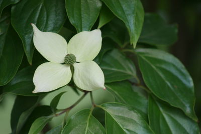 Close-up of flowering plant leaves