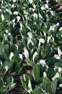 High angle view of plants growing on field