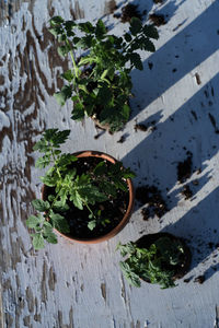 Table top view of gardening or potting bench with young tomato plants, clay pot, garden basket