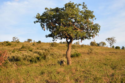 Lone rhinoceros under a tree in maasai mara game reserve, kenya 
