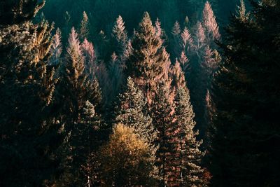 View of tree in forest