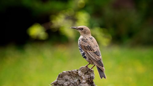 Close-up of bird perching on rock