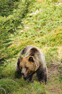 High angle view of bear on field