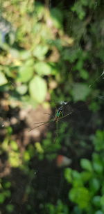 Close-up of spider on web