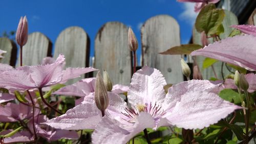 Detail shot of pink flowers