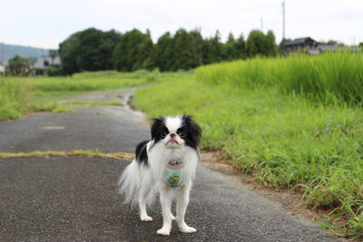 Dog standing on road amidst field