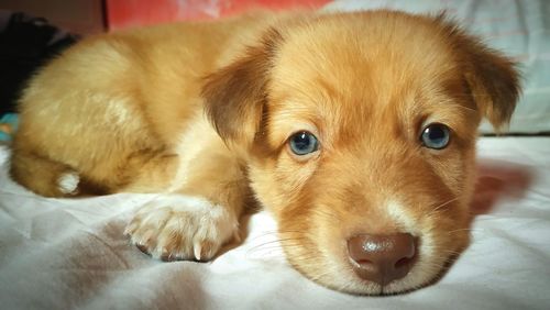 Close-up portrait of dog lying down on bed