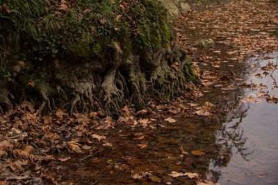 Plants growing in forest during autumn