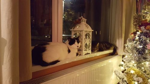 Illuminated christmas tree in snow