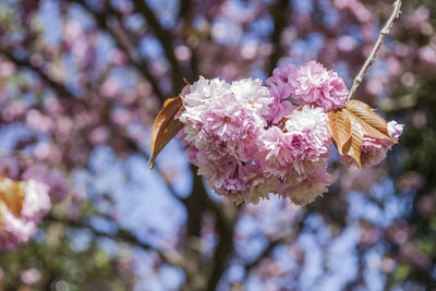 Close-up of pink cherry blossoms in spring