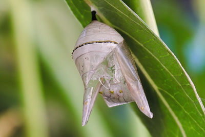 Close-up of butterfly on leaf