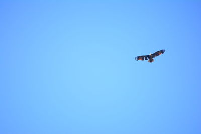Low angle view of eagle flying in sky