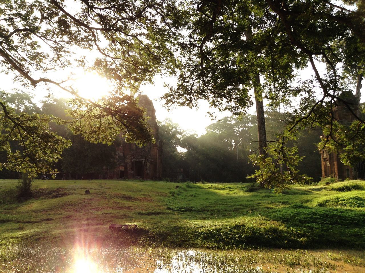 tree, sun, sunlight, water, tranquility, sunbeam, grass, growth, tranquil scene, lens flare, nature, beauty in nature, scenics, reflection, green color, branch, sky, park - man made space, sunny, field