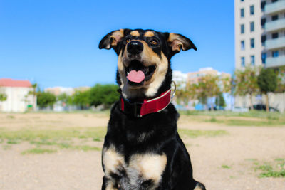 Close-up of dog against sky