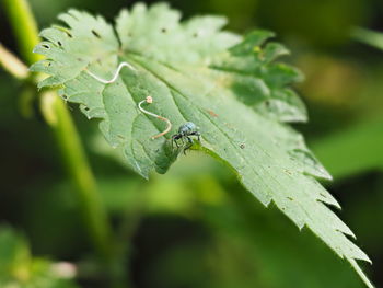 Close-up of insect on leaf