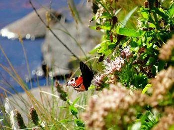 Close-up of butterfly pollinating on flower