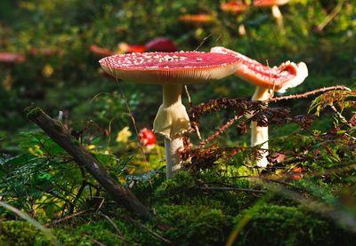 Fly agaric in the early morning