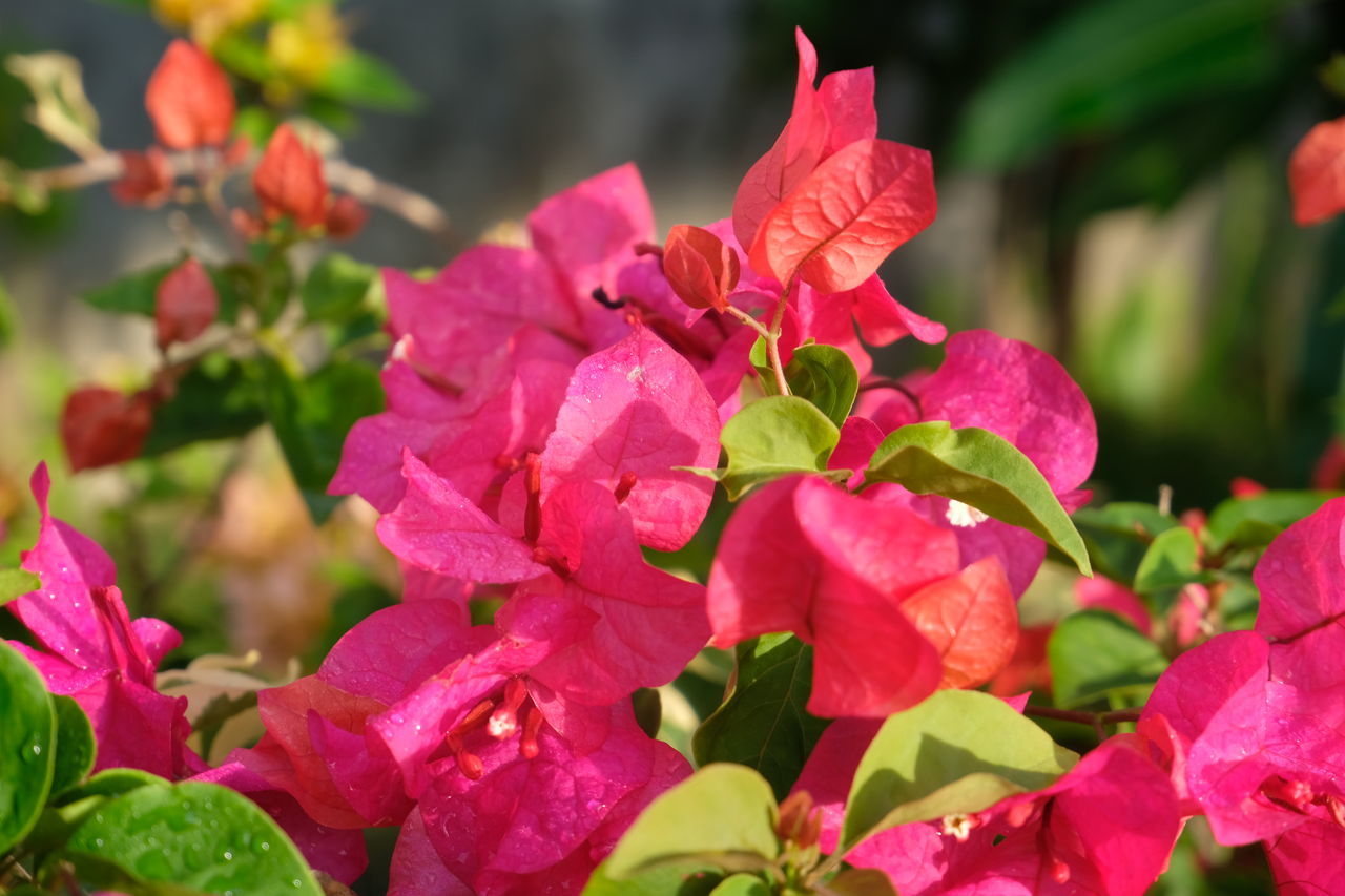 plant, flower, flowering plant, beauty in nature, plant part, leaf, pink, freshness, nature, close-up, petal, magenta, growth, no people, flower head, inflorescence, outdoors, fragility, shrub, red, macro photography, vibrant color, springtime, focus on foreground, bougainvillea, day, multi colored