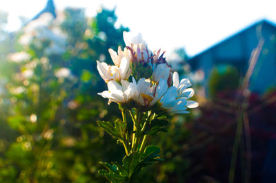 Close-up of white daisy flowers