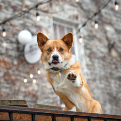 Portrait of dog looking away