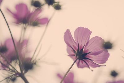 Close-up of pink flowers blooming