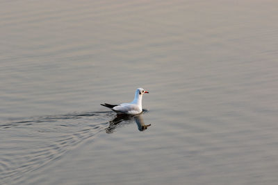 Swan swimming in lake