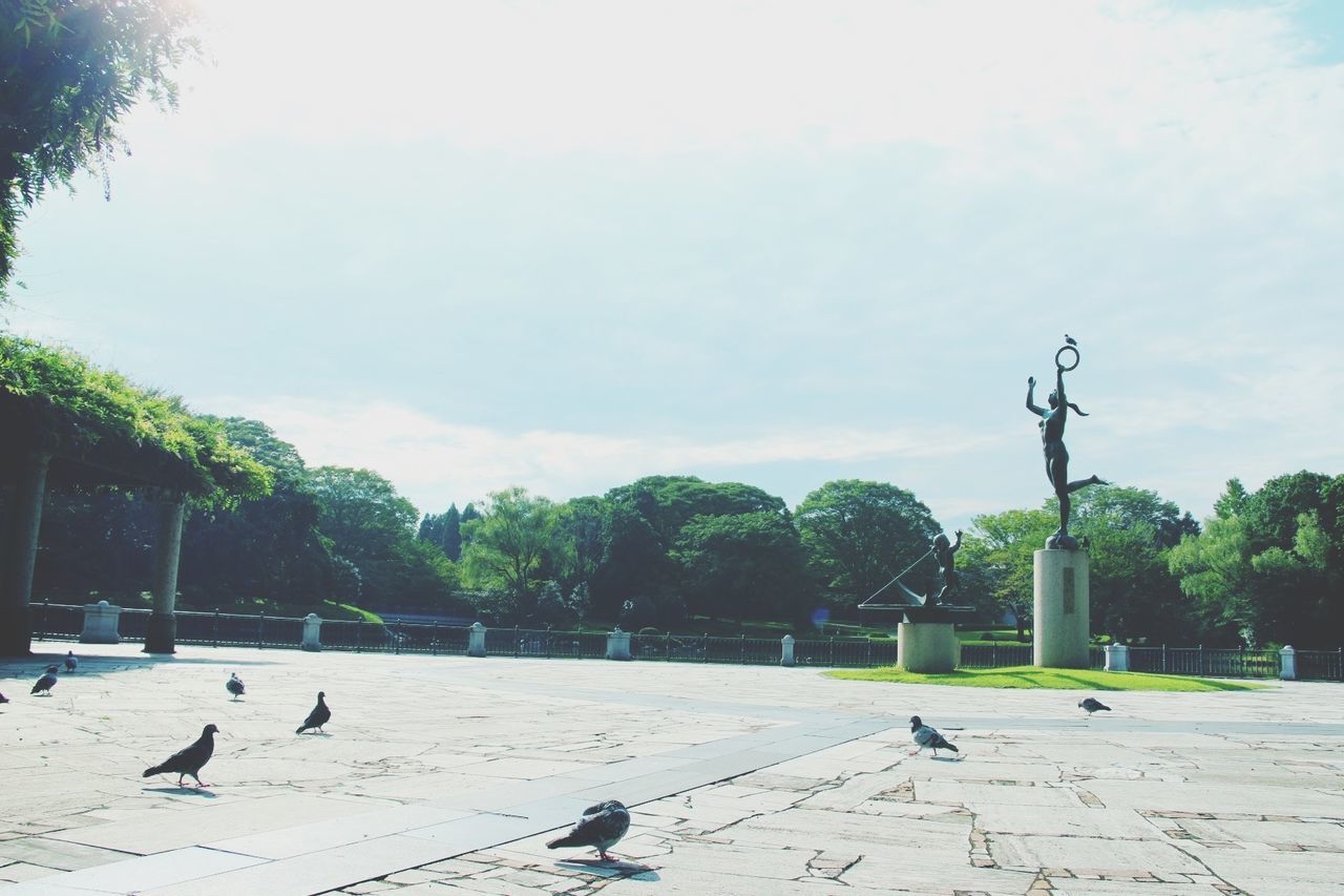 bird, animal themes, built structure, animals in the wild, architecture, wildlife, sky, building exterior, tree, cloud - sky, pigeon, day, one animal, cloud, flying, perching, outdoors, full length