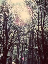 Low angle view of bare trees against sky