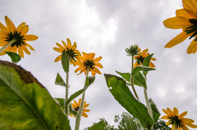 Low angle view of flowering plant against sky