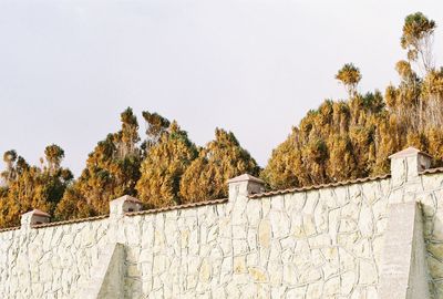 Trees against clear sky