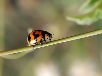 Close-up of ladybug on leaf