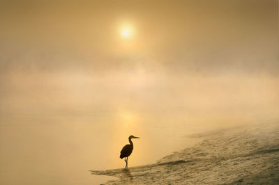 Silhouette bird flying over sea against sky during sunset