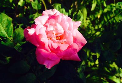 Close-up of pink flowers