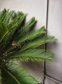 Close-up of palm leaves against wall