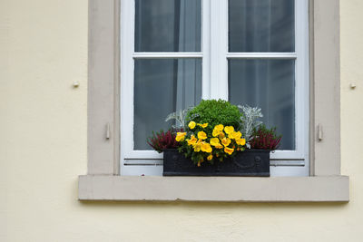 Potted plant on window sill of building